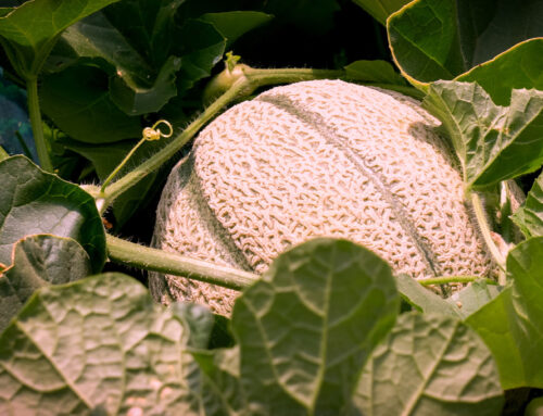 Euphoria Bio: promuovere la stagionalità per un’agricoltura biologica sostenibile