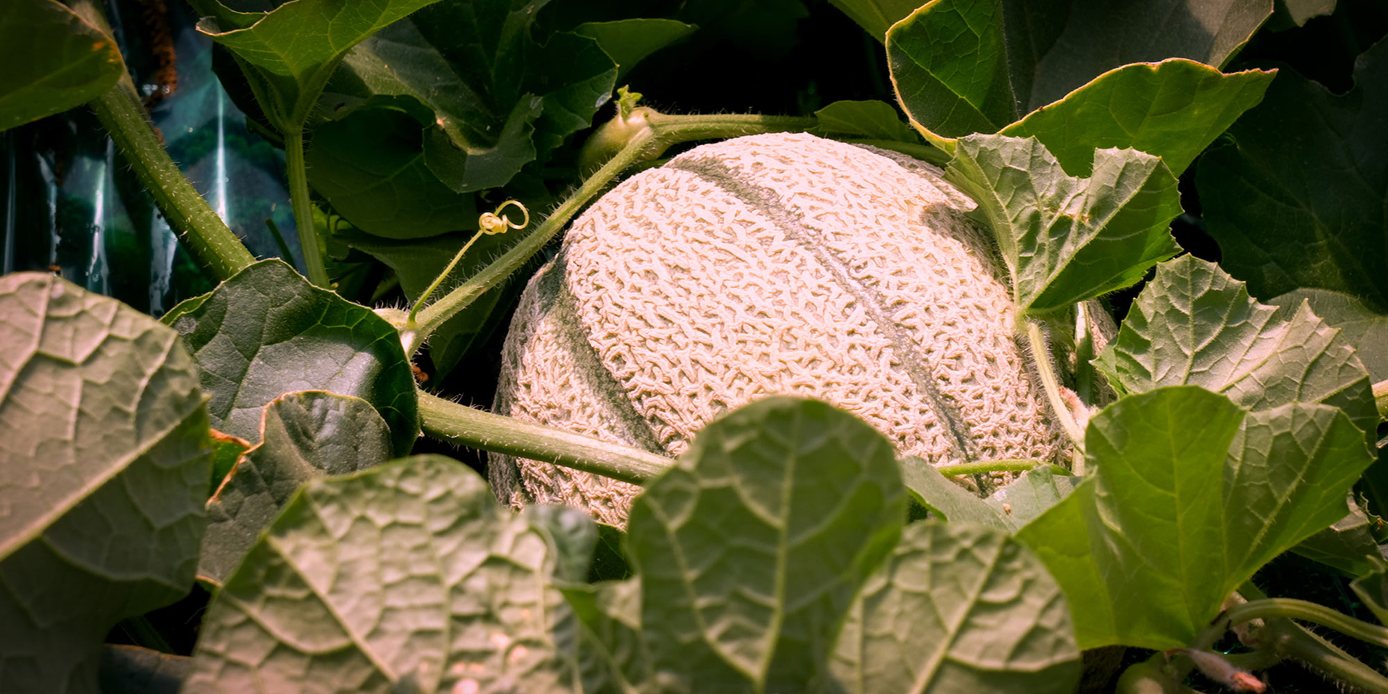 Euphoria Bio: promuovere la stagionalità per un’agricoltura biologica sostenibile